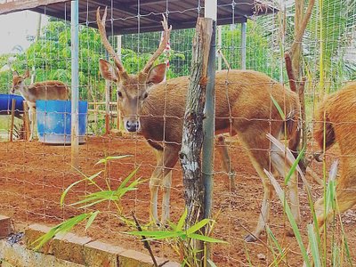 mini-zoo-kuala-krai-2